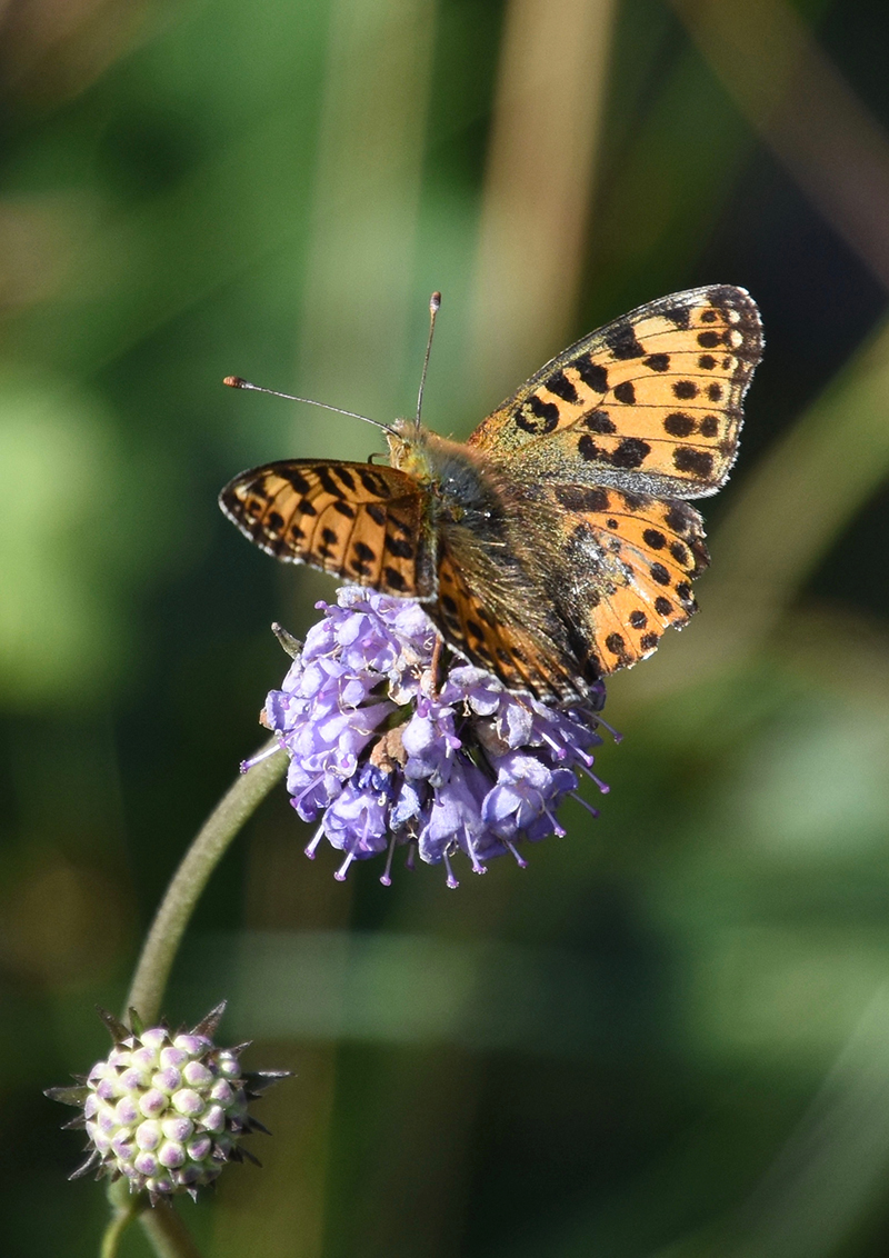 Sommerfugle150517   4