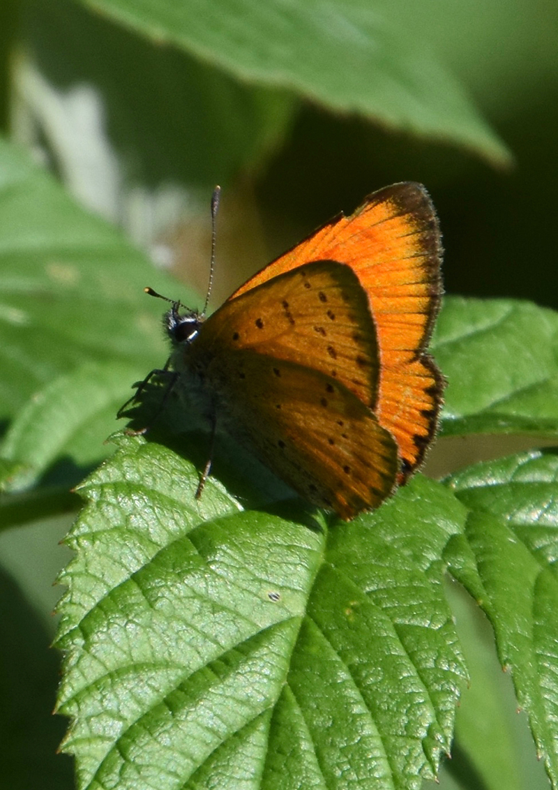 Sommerfugle150517 serie2    2